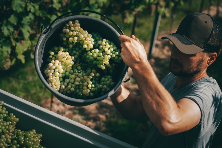 Im Weingarten (4)-min