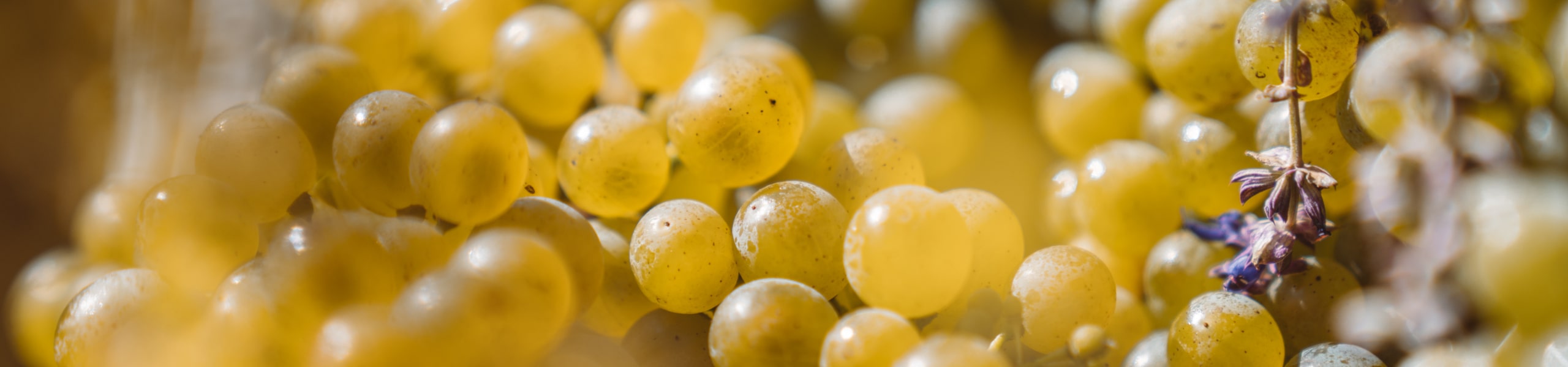 ott_trauben_2560x600-min