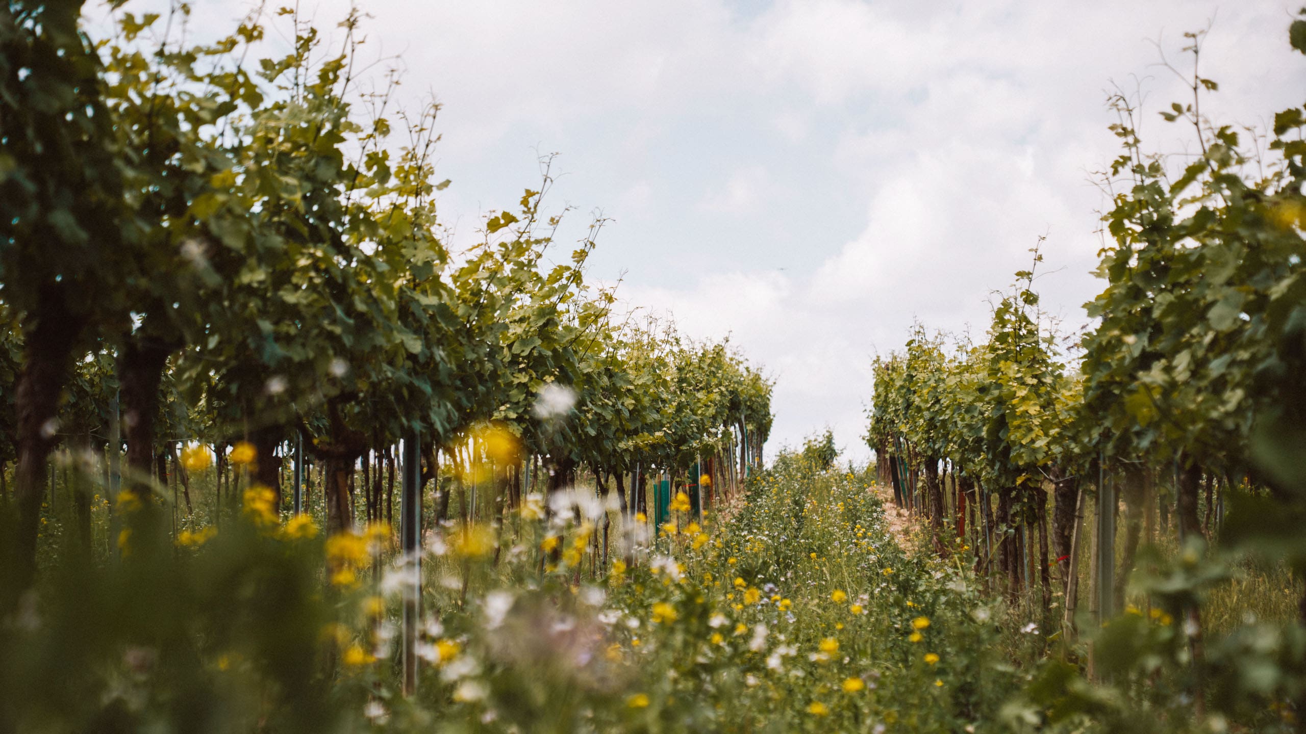 begruenung_weingarten-min