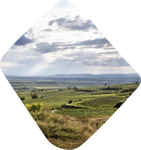 Lagen Weingärten Hengstberg Bildausschnitt rautenförmig von einem Landschaftsbild der Lagen und Weingärten von Bernhard Ott. Der Himmel ist bedeckt und einzelne Sonnenstrahlen brechen durch die Wolkendecke.