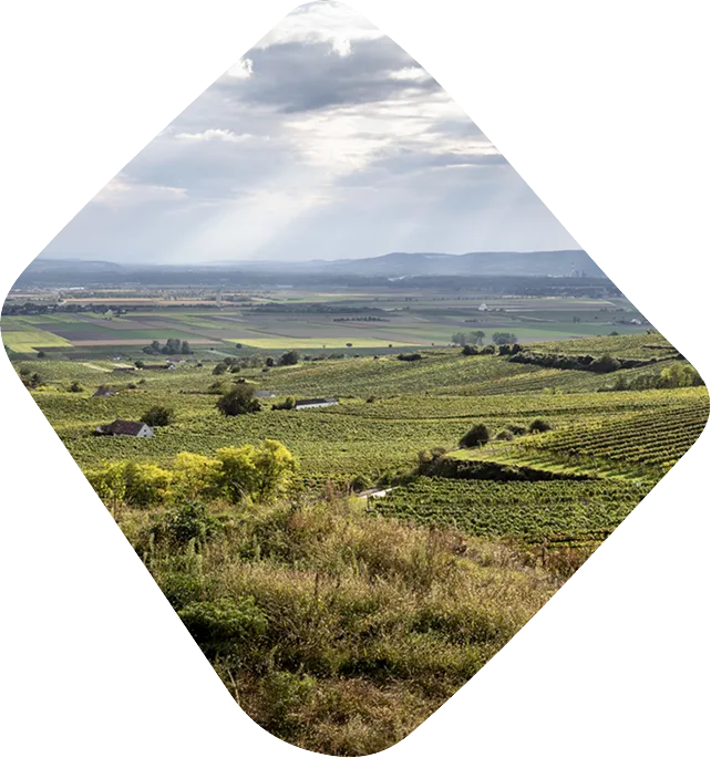 stein-raute-steini_result