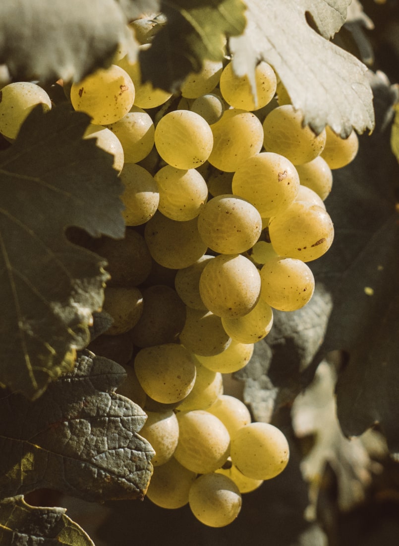 vertrauen_ruhe_praezision-min (1)